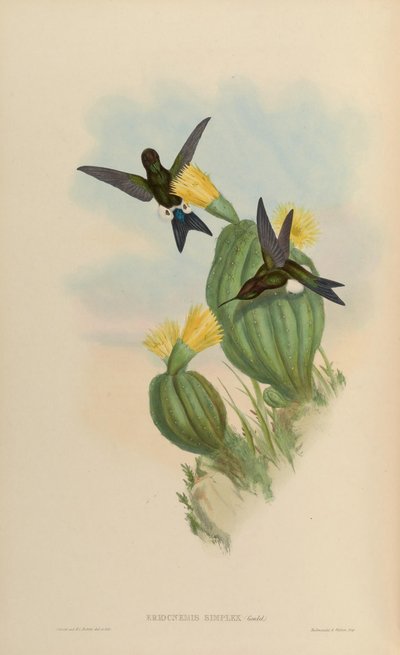 Eriocnemis simplex by John Gould